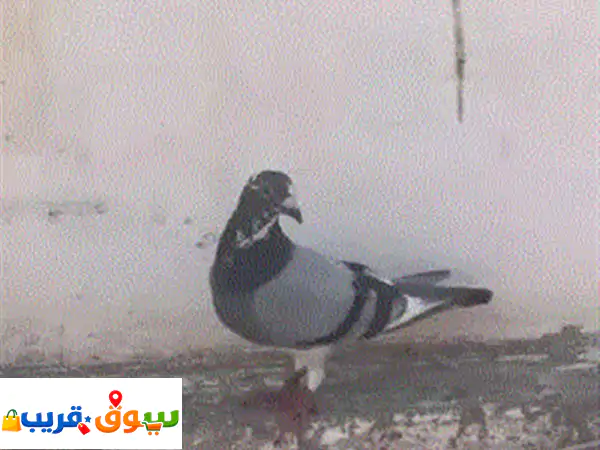 فرصة ملكية 2026: حمام زاجل سلالة فوايجور لحر النادرة...