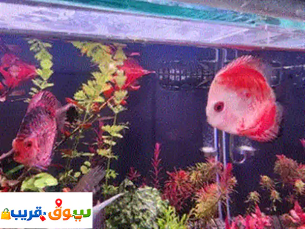 زوج ديسكاس