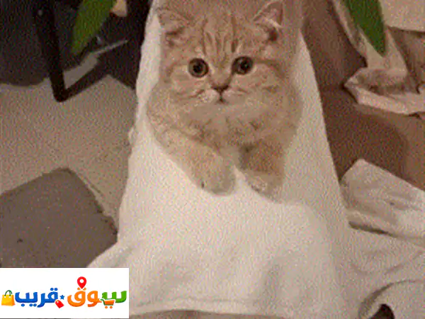 يوجد عدد 2 قطط للبيع العمر 3 أشهر ذكر وأنثي البيج أنثي والأسود ذكر لأعلى سعر علمالاقتصاد