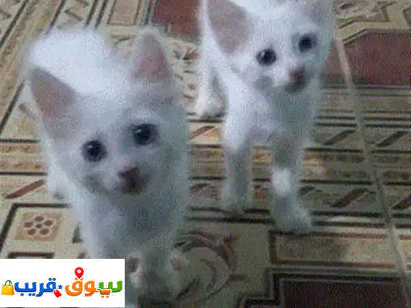 قطط للبيع تركيا الاصل اللي يشتري يتواصل معي