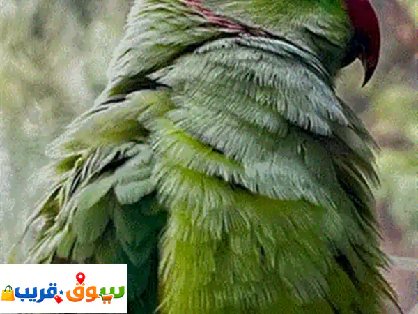 فرصة نادرة! ببغاء درة متكلم 🎤 وأليف جداً (ما...