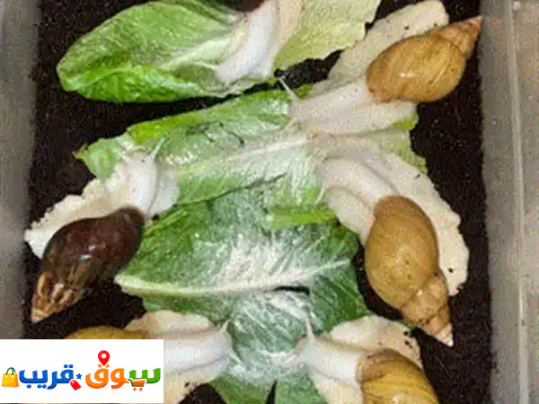 حلزون أفريقي للبيع