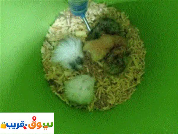 🐹 هامستر للبيع في الزرقاء: رفاق صغار بأسعار تبدأ من...