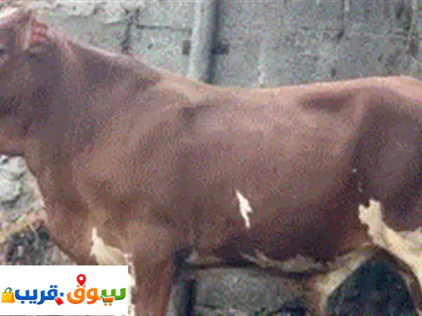 حلال الكيومي يتوفران العجال اقل من سعر السوق وتجار