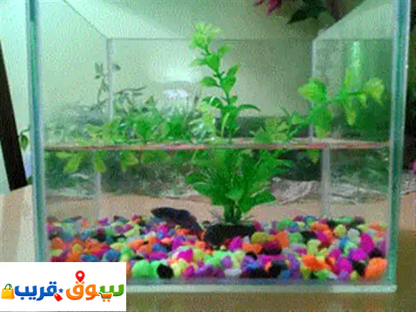 سمكة الفايتر وحوض سمك للبيع