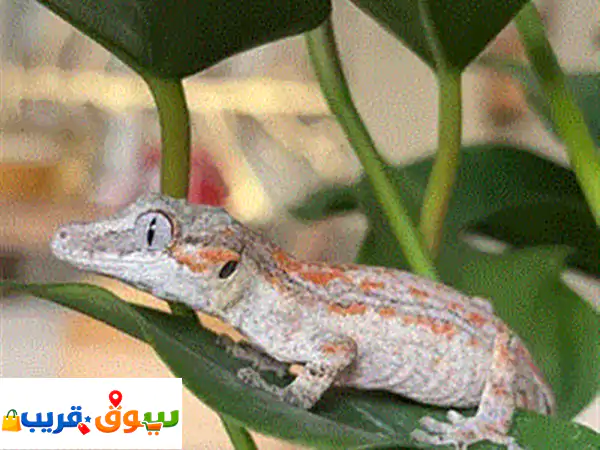 Gargoyle Gecko for sale