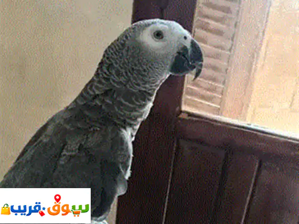 بيع ببغاء كاسكو مدريسي يهدر مليح واحب اللعب