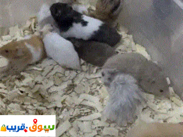 هامستر زوج نثية و ذكر