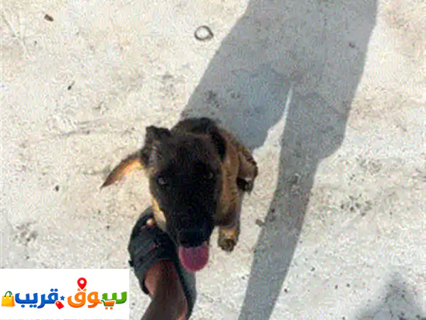 كلب أنثى مالينوا للبيع