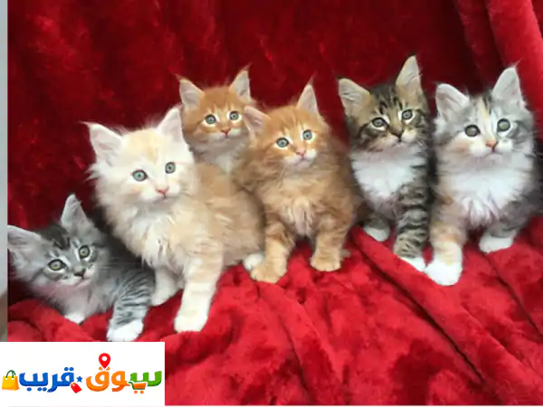 قطط مين كون من بيور بريد للبيع