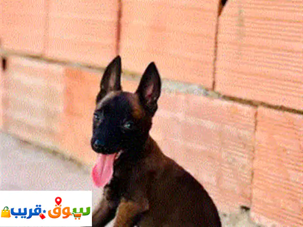 انثي مالينوا العمر شهر وايام مواصفات ربي يبارك دم...
