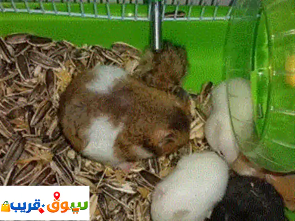 هامستر للبيع