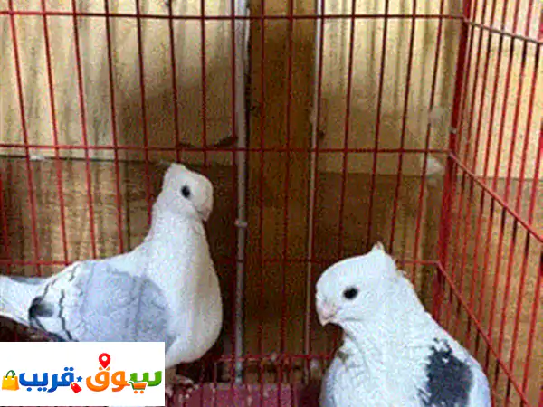 حمام سوري ، محاكر