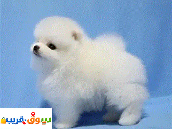 Teacup Pomeranian Puppy