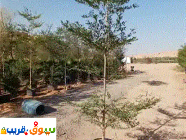 مشتل أبو حلا: حديقتك الخضراء تبدأ هنا! تنسيق...