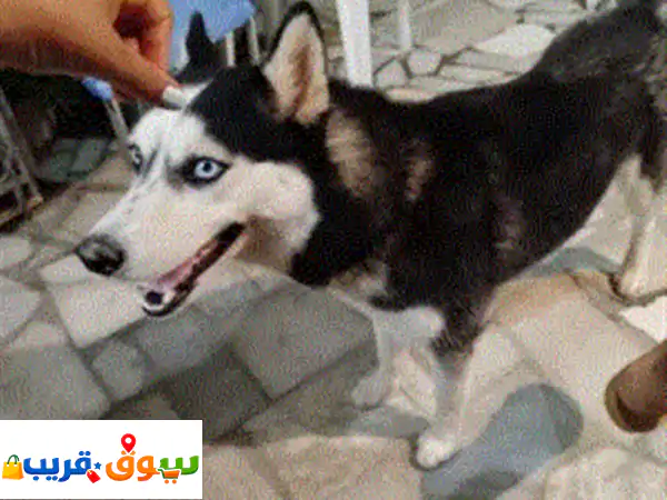 هاسكي أنثى للبيع