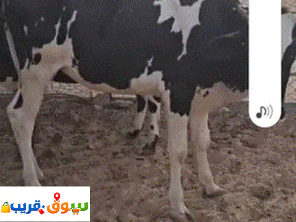 عجله باكستانيه