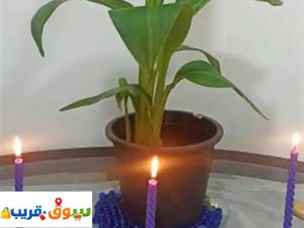 النبات روح..وهذه الروح تحتاج اهتمام
