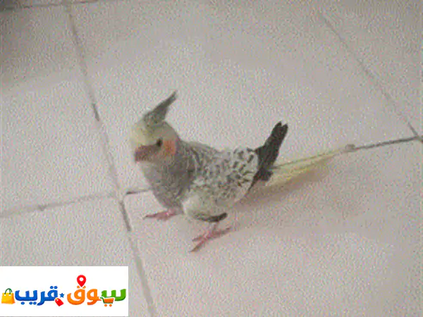 كالبسو للبيع
