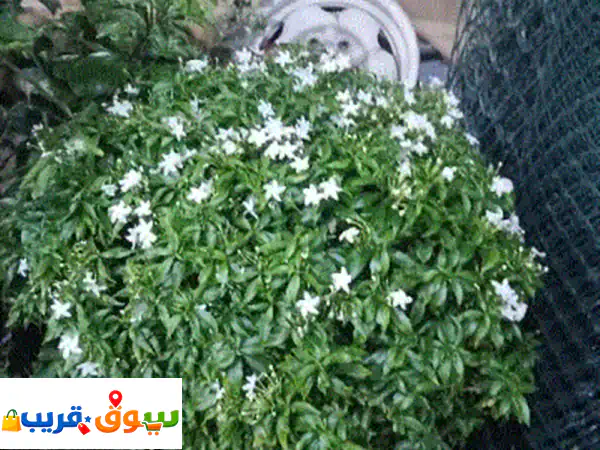 مشتل أبو حلا: حديقتك الخضراء تبدأ هنا! تنسيق حدائق احترافي، تركيب شبكات ري، تيل وأشجار.