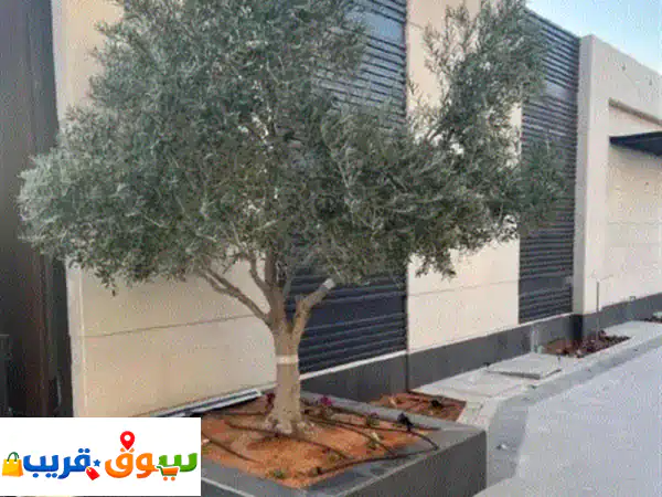 أشجار زيتون معمرة زينة للقصور والفلل...