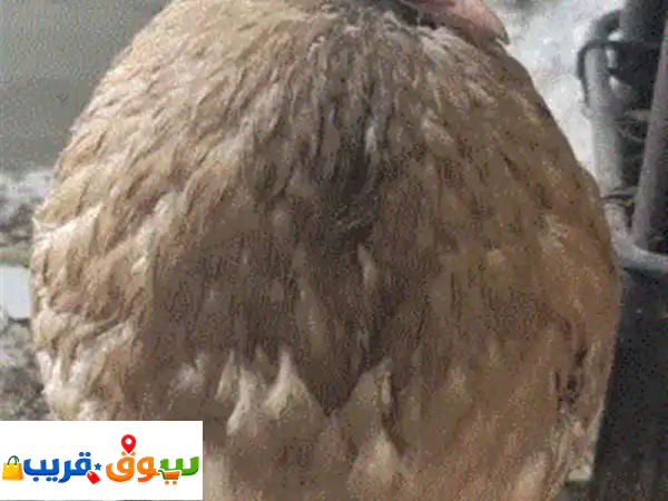 انثى حمام نفاخ مسوبع منتجه مضمونه ضمان صحة ⁦⁦100⁩⁩%