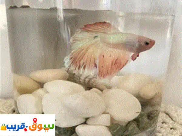 سمكة فايتر