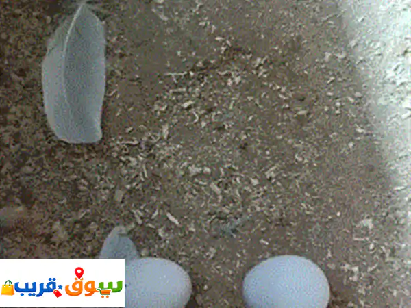 كوكتيل جواهن بيض مالت بيت بزرات