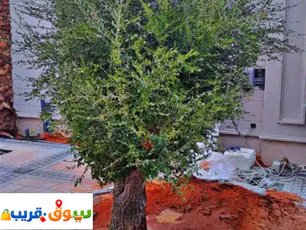أشجار زيتون معمرة زينة للقصور والفلل والبيوت والاستراحات والمجمعات التجارية