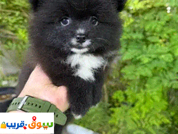 كلب بومرنين