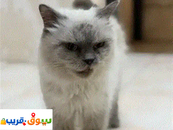 Home cat for sale