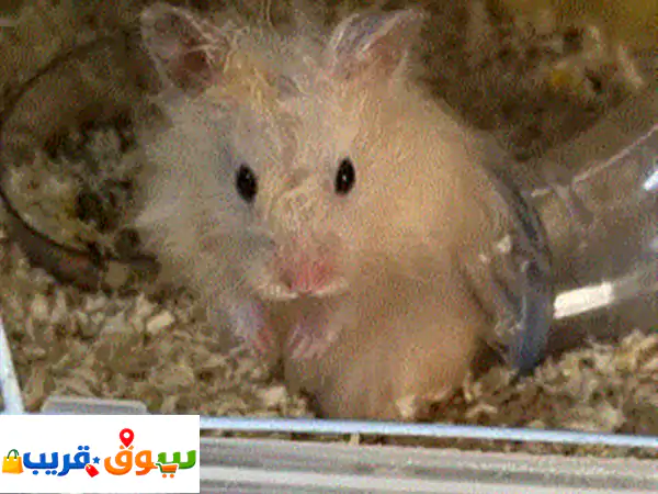 هامسترات صغار بألوان مختلفه
