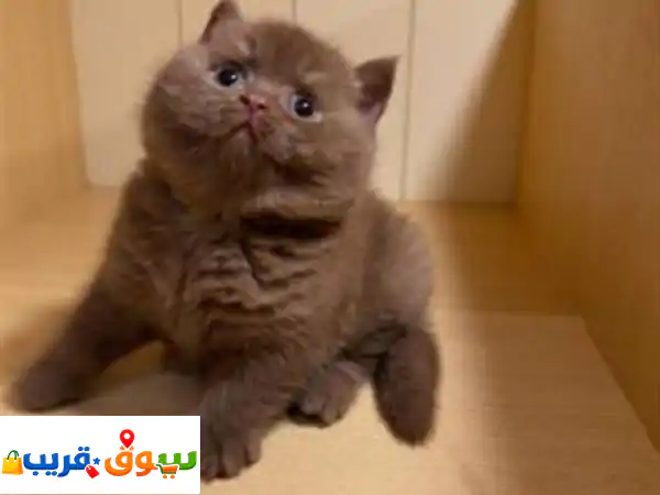 قطة بريطانية ذات شعر قصير