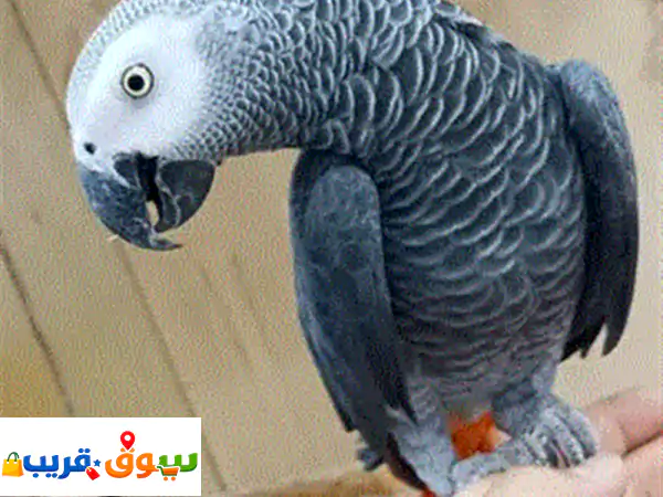 ببغاء كاسكو أليف ومتكلم للبيع