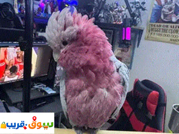 Cockatoo galah