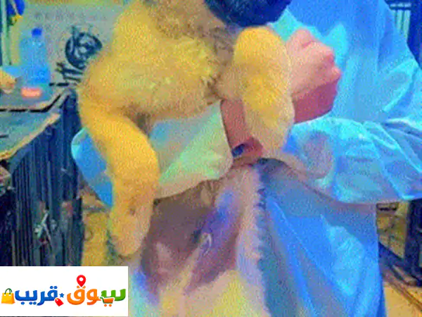 جرو جيرمن فخم جدا