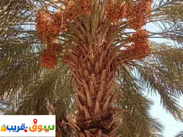 تمر مجهول نخب اول احجام سوبر جامبو ولارج للضمان...