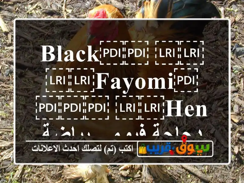 ⁦⁦Black⁩⁩ ⁦⁦Fayomi⁩⁩ ⁦⁦Hen⁩⁩ دجاجة فيومي بياضة