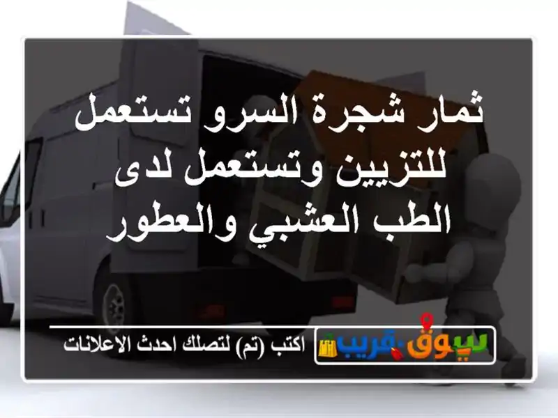 ثمار شجرة السرو تستعمل للتزيين وتستعمل لدى الطب العشبي والعطور