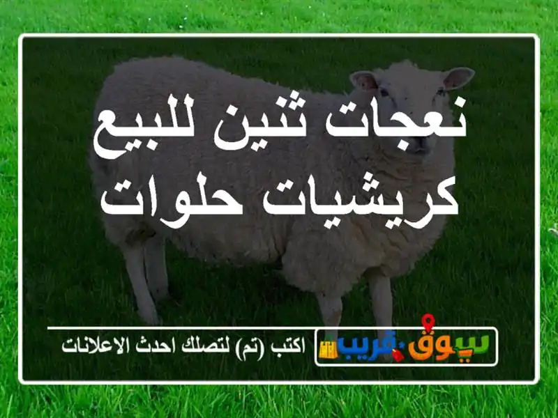 نعجات ثنين للبيع كريشيات حلوات