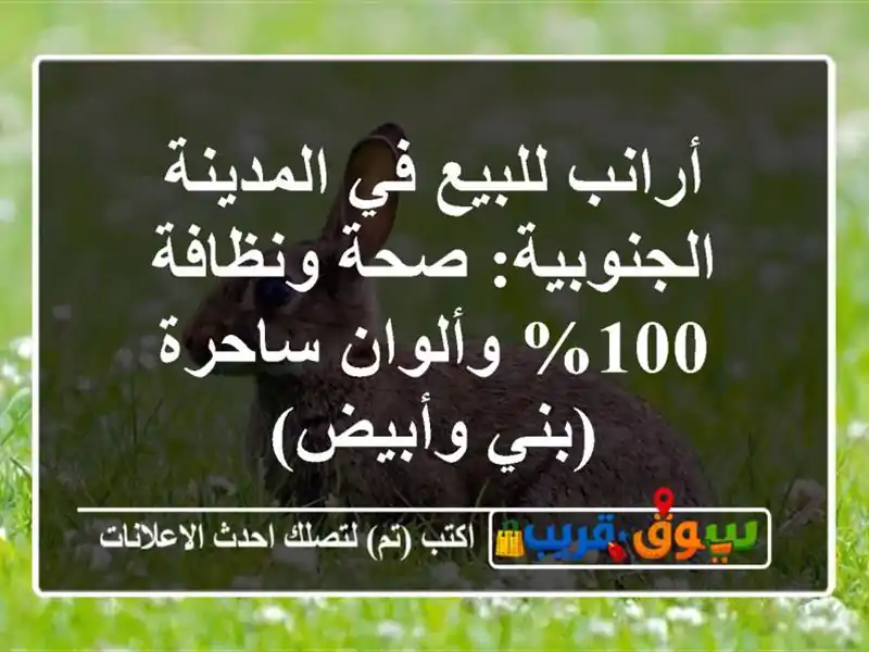 أرانب للبيع في المدينة الجنوبية: صحة ونظافة 100% وألوان ساحرة (بني وأبيض)