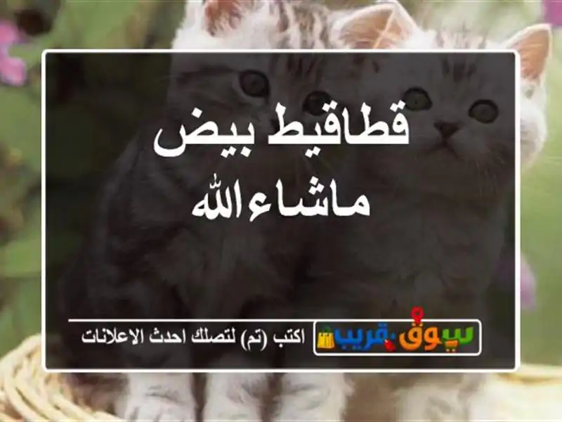 قطاقيط بيض ماشاءالله
