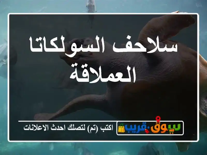 سلاحف السولكاتا العملاقة