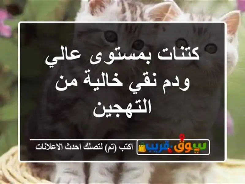 كتنات بمستوى عالي ودم نقي خالية من التهجين