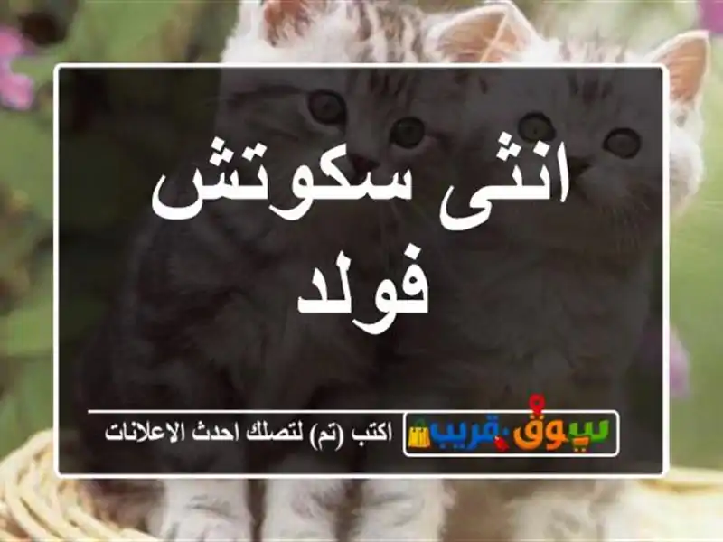 انثى سكوتش فولد