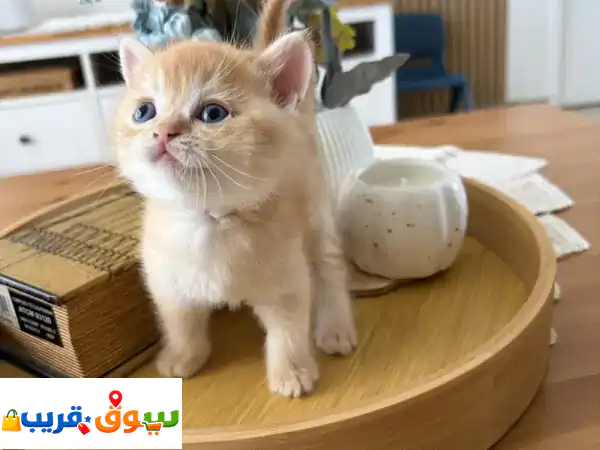 قطط سكوتش ستريت وفولد