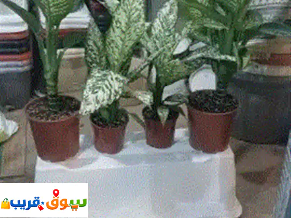 مع مشتلنا تواصل وأطلب الى تبيه أشجار نبتات نخيل...
