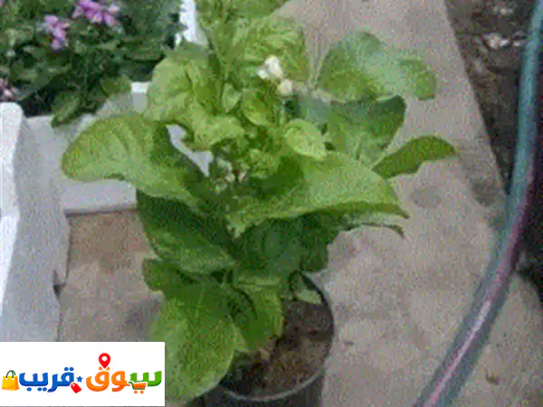 مع مشتلنا تواصل وأطلب الى تبيه أشجار نبتات نخيل ثيل تركيب شبكات الري