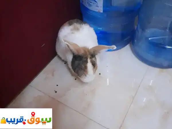Dutch bread male rabbit JOJO is looking for a home