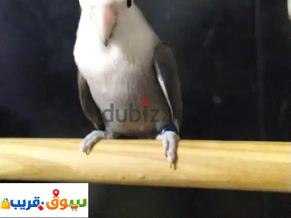 روز أليف رمادي مميز للبيع: رفيق أطفالك الودود الذي...